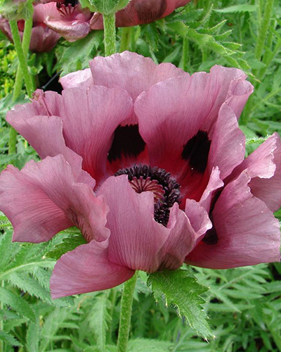 PAPAVER ORIENTALE PATTY'S PLUM 25 kusov